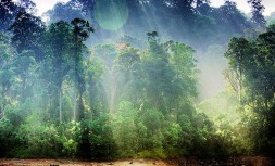 kerala-nationalparkperiyar.jpg